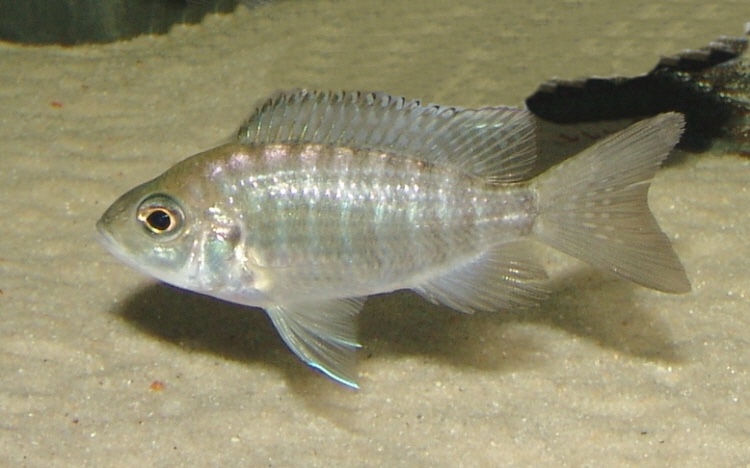 Aulonocara jacobfreibergi 'Undu Reef'